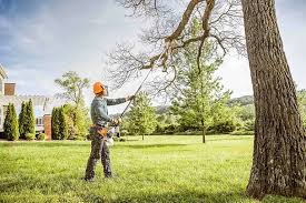 Best Tree Disease Treatment  in Lake Belvedere Estates, FL