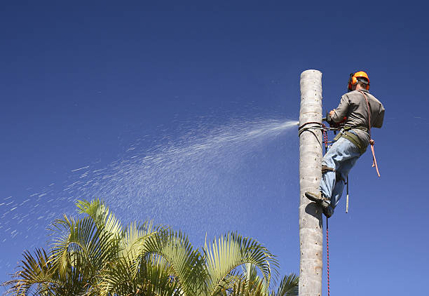 Best Seasonal Cleanup (Spring/Fall)  in Lake Belvedere Estates, FL