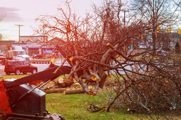 Best Hazardous Tree Removal  in Lake Belvedere Estates, FL