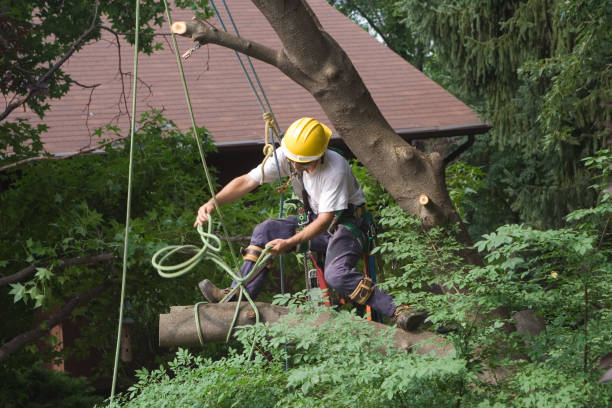 Best Tree Risk Assessment  in Lake Belvedere Estates, FL