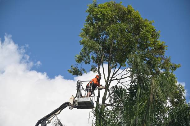 Best Root Management and Removal  in Lake Belvedere Estates, FL