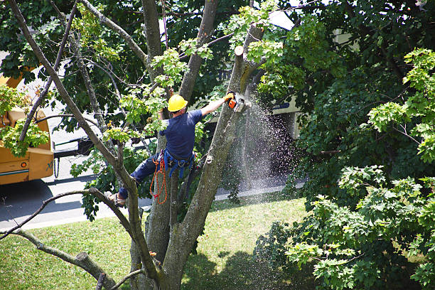 Best Tree Mulching  in Lake Belvedere Estates, FL