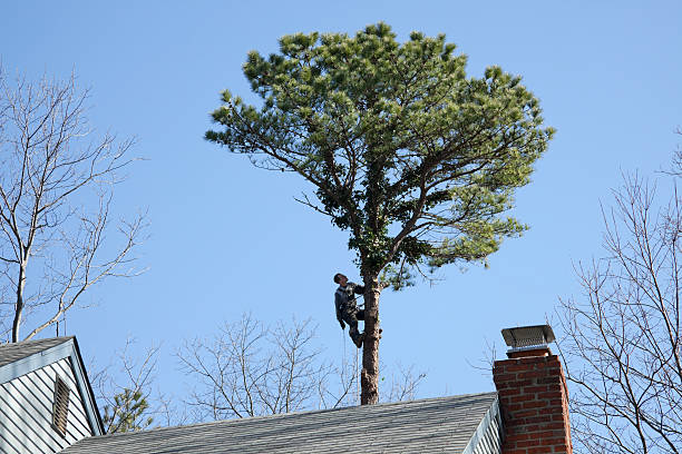 Best Utility Line Clearance  in Lake Belvedere Estates, FL