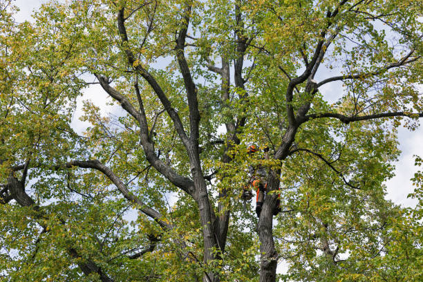 Best Tree Preservation Services  in Lake Belvedere Estates, FL